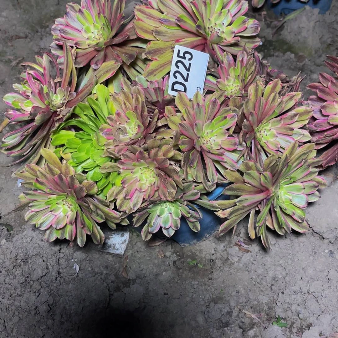 法师法师15–23包邮法师