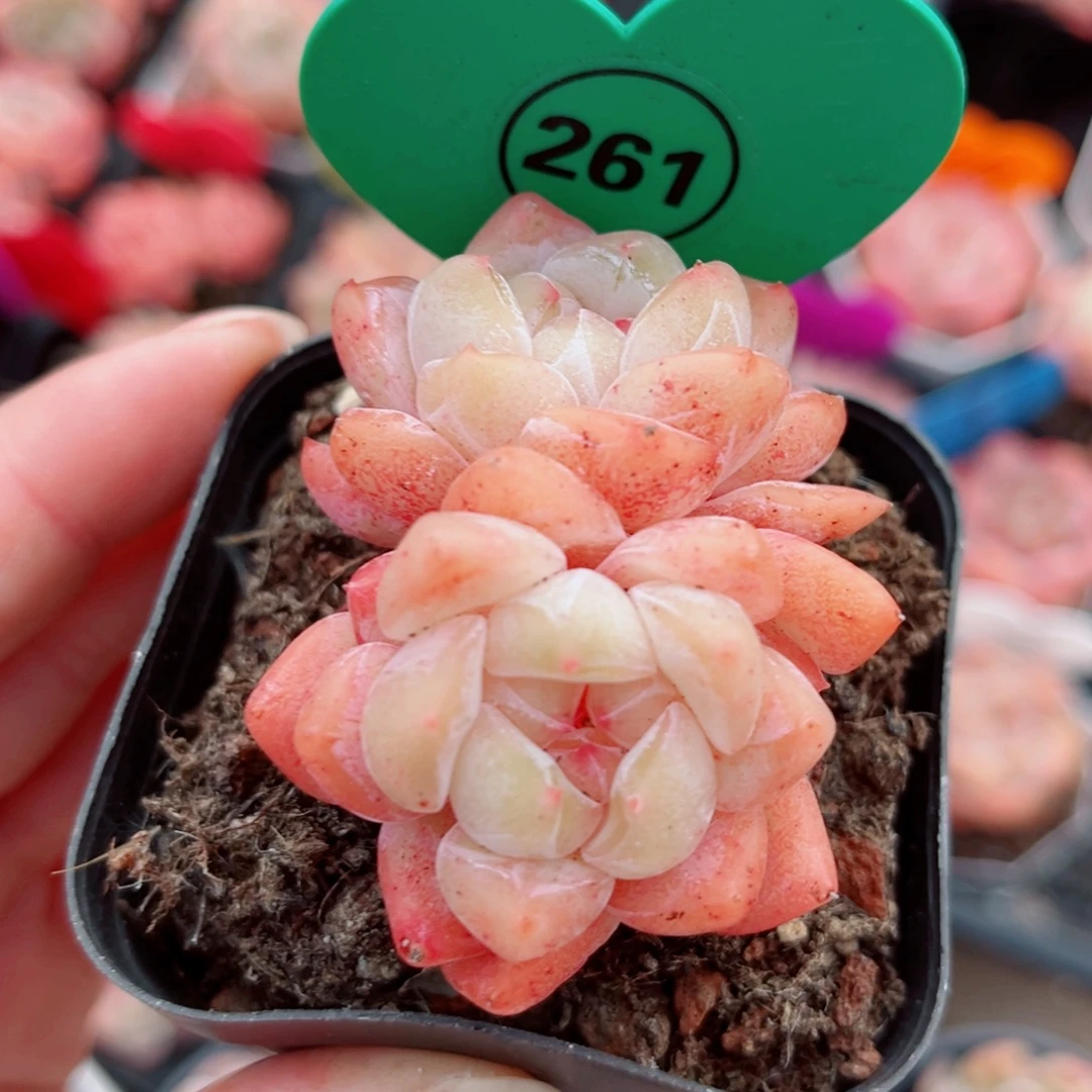 261号小老桩糖心双头