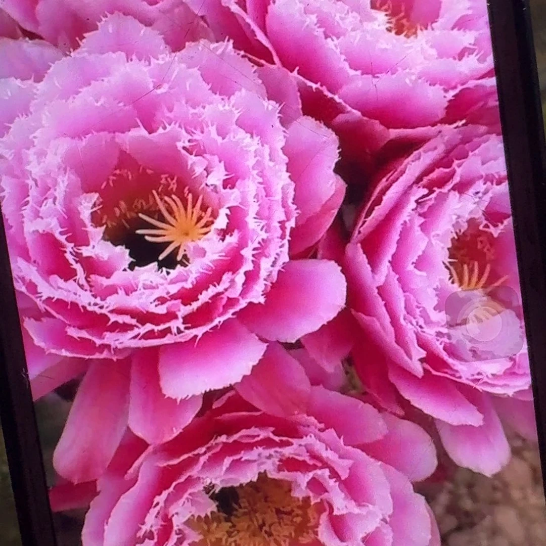 芸儿侧芽5公分毛花柱