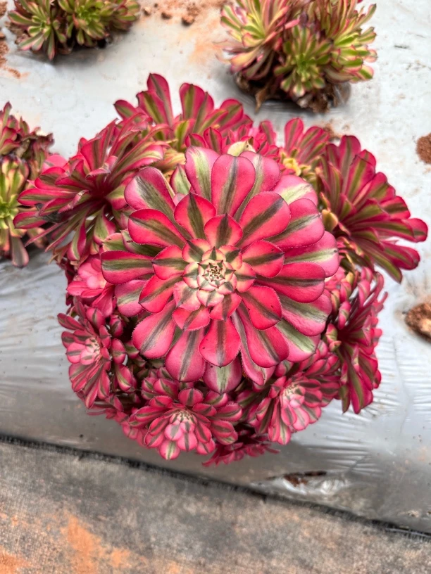 【粉铜法师 一颗包邮】阳台露台办公绿植盆栽