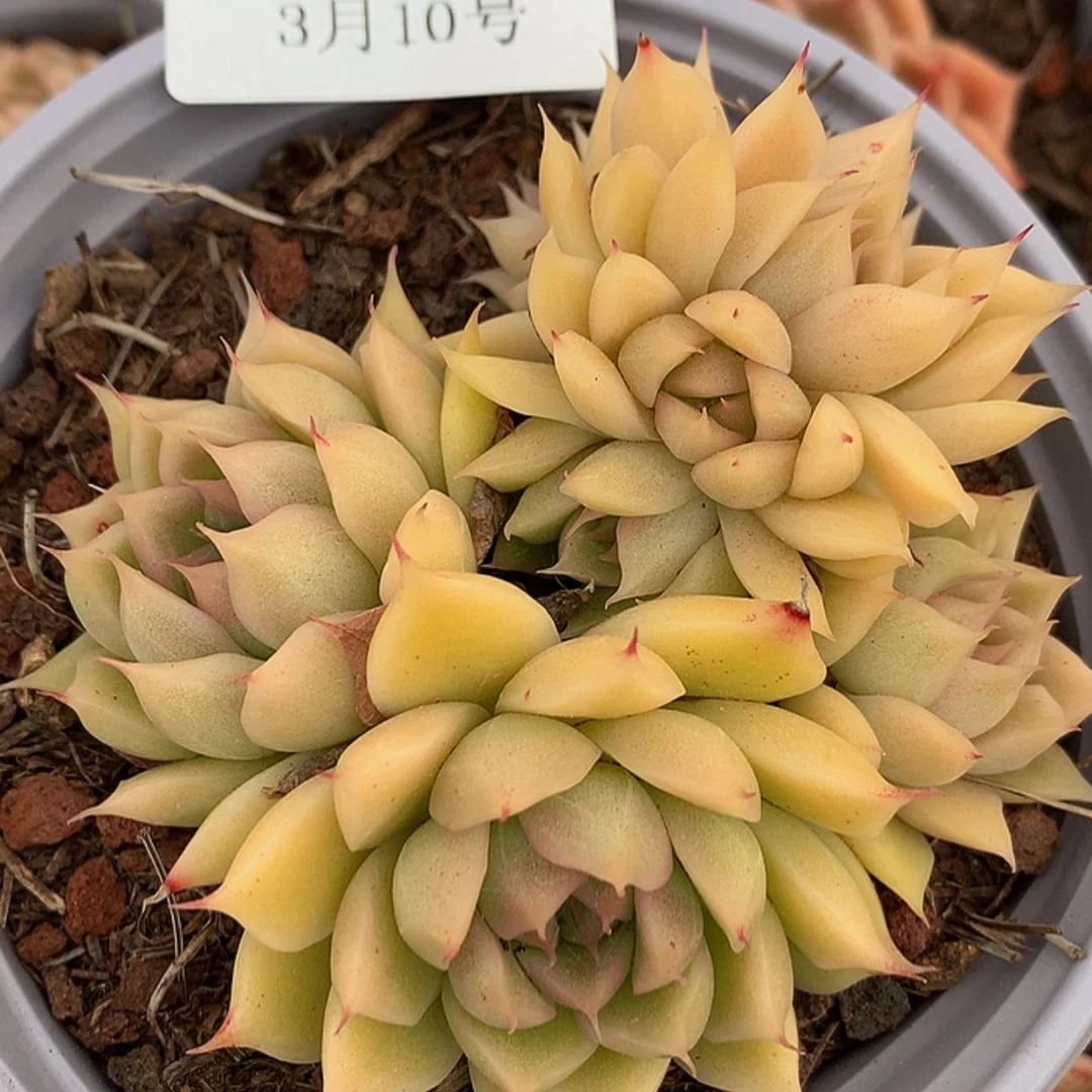 【闪购商品】云1826