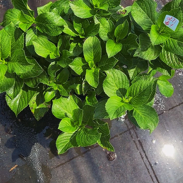 无花朵两加仑盆雷王