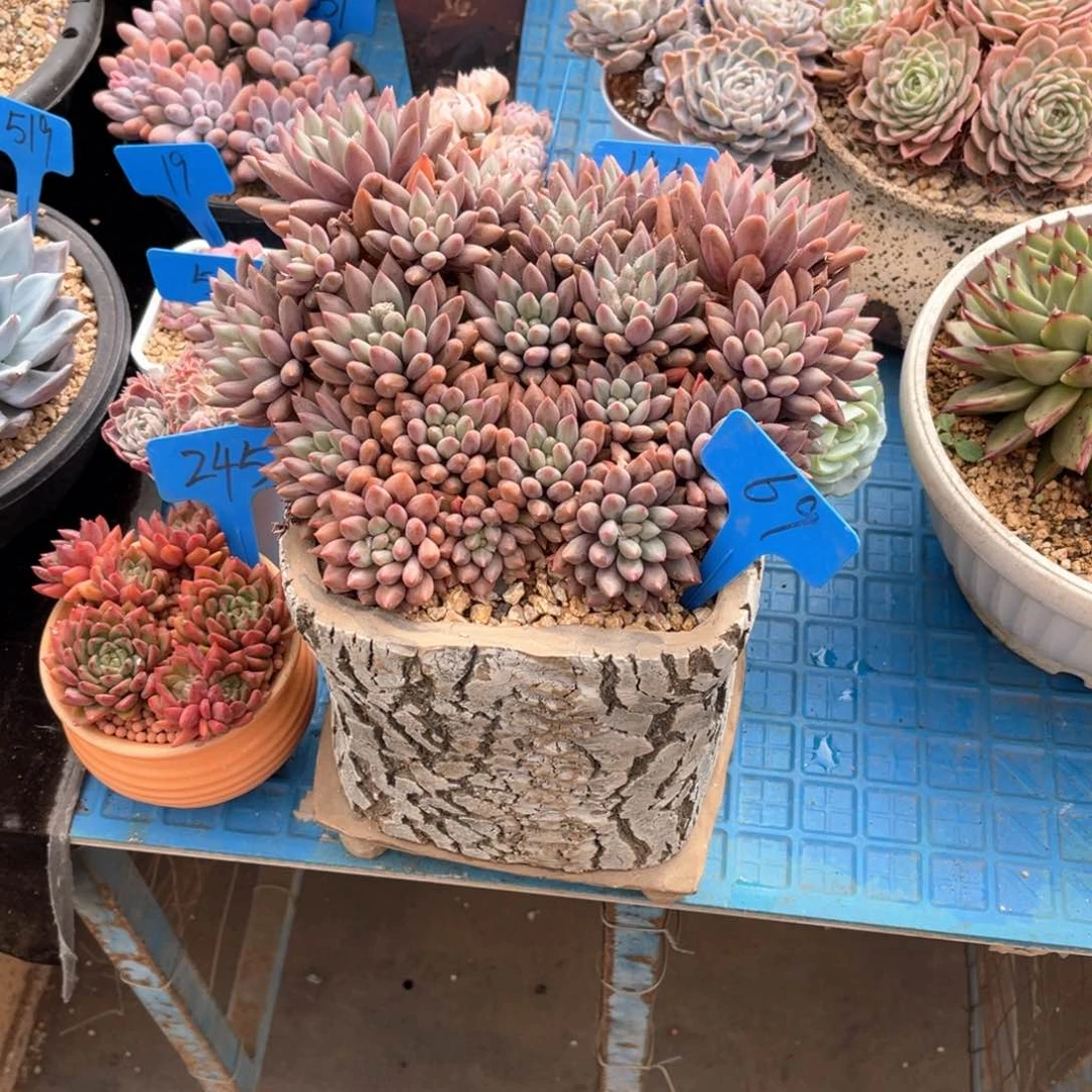 果*鲜0069虞美人多肉