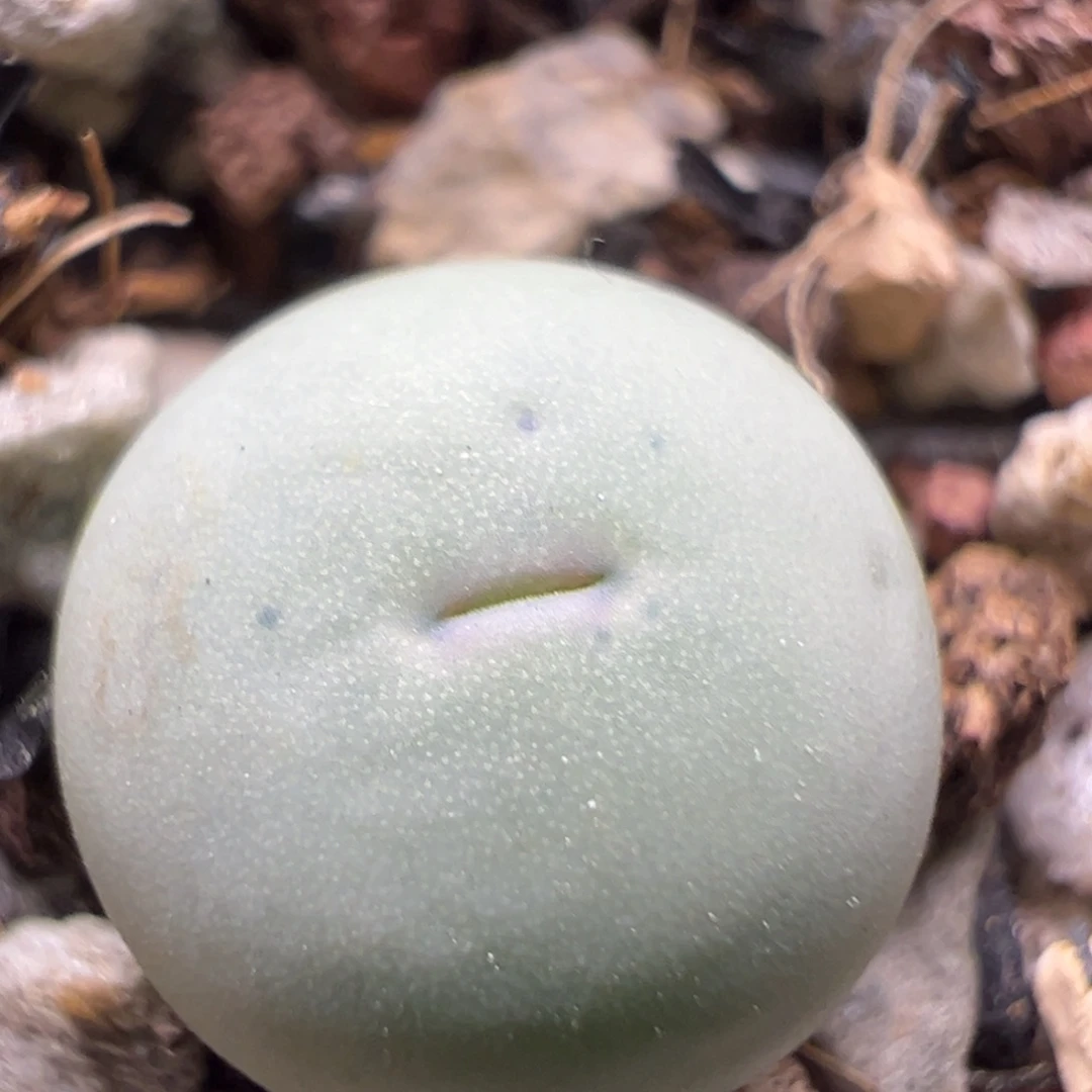 126，434v嘴小苗一物一拍