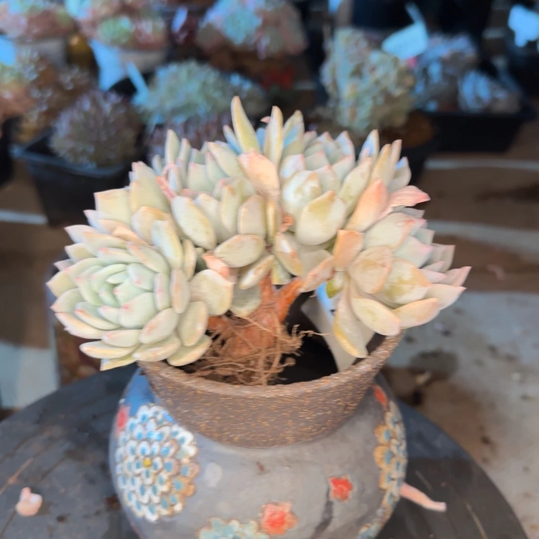 六***妮0034。     梦之雪缀多肉