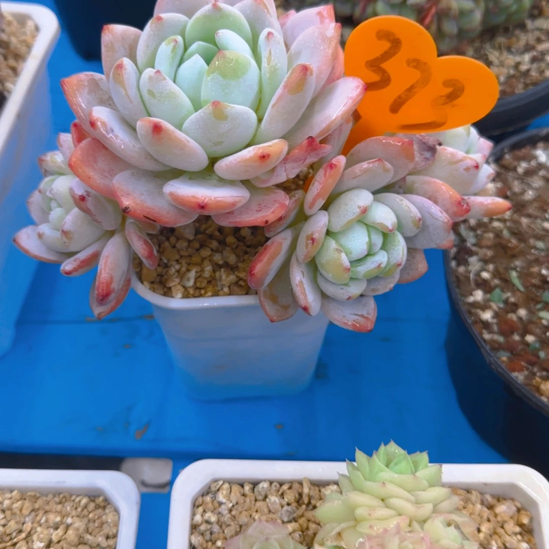 琼373多肉植物一物一拍