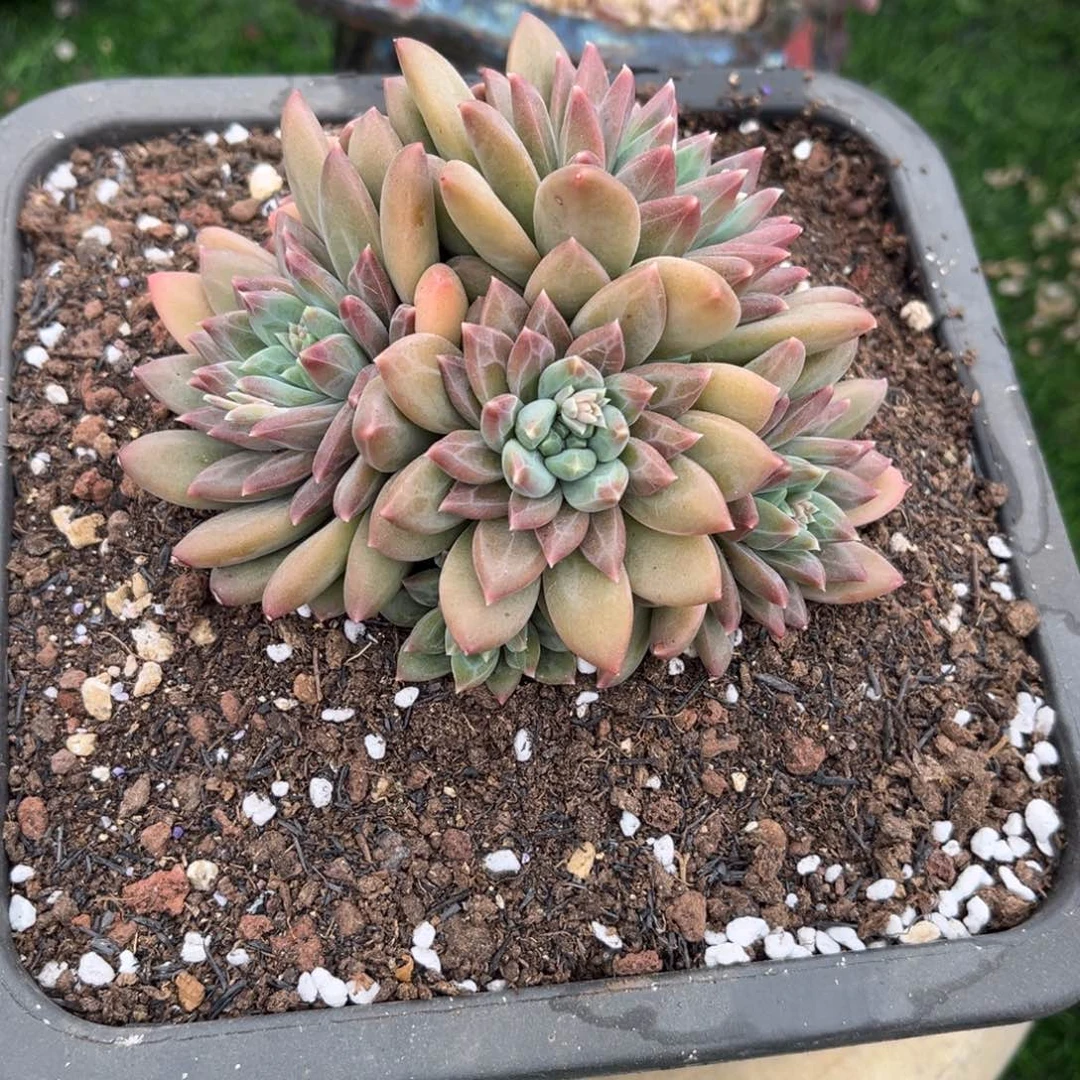 多肉植物多肉植物