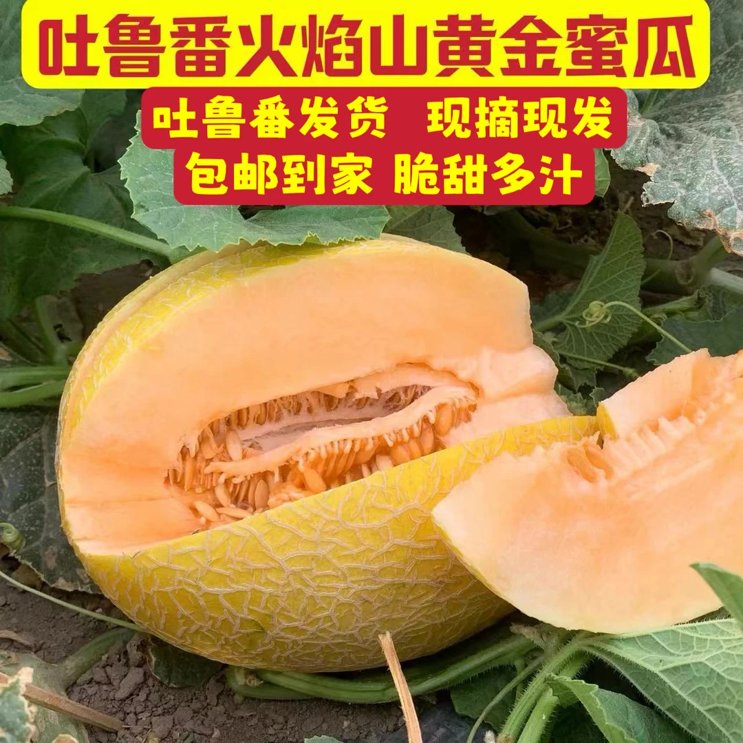 【新疆直发】吐鲁番黄金蜜瓜哈密瓜5-9斤现摘现发脆甜爽口