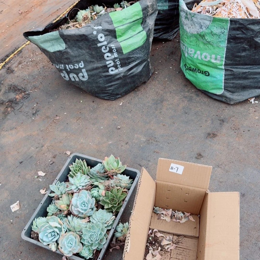 8-7多肉杂交一箱子量拍不售后