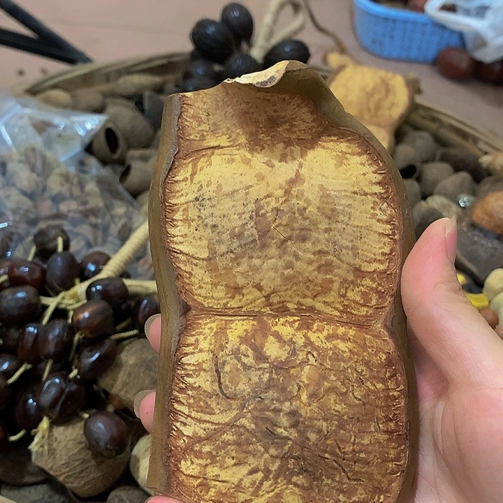 小***王菩提根/象牙果吊坠豆荚