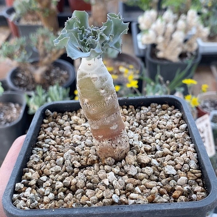 430雪露厚敦菊一一一一