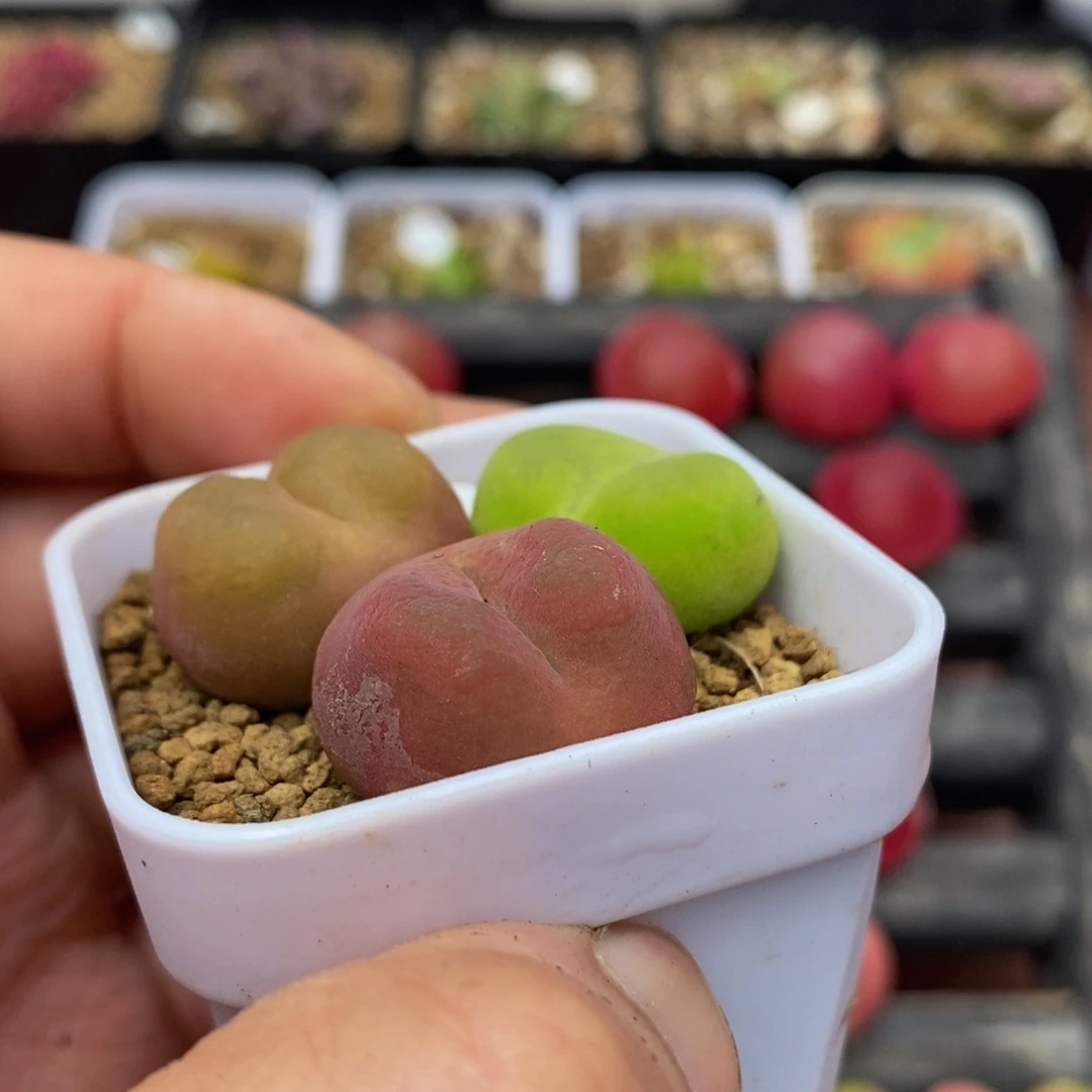 2.3漂亮多肉脱土780