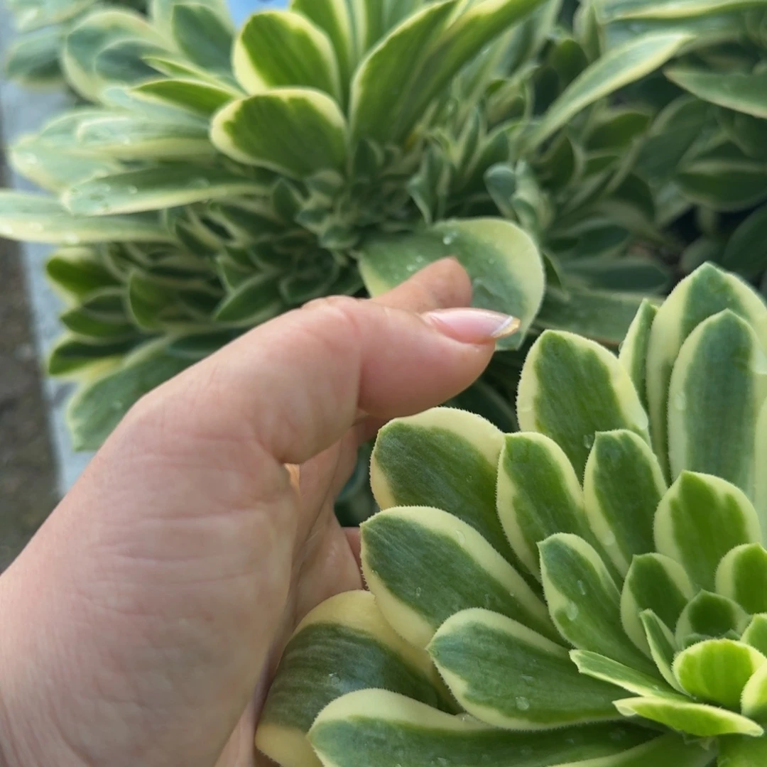 左*子041冷月。多肉植物