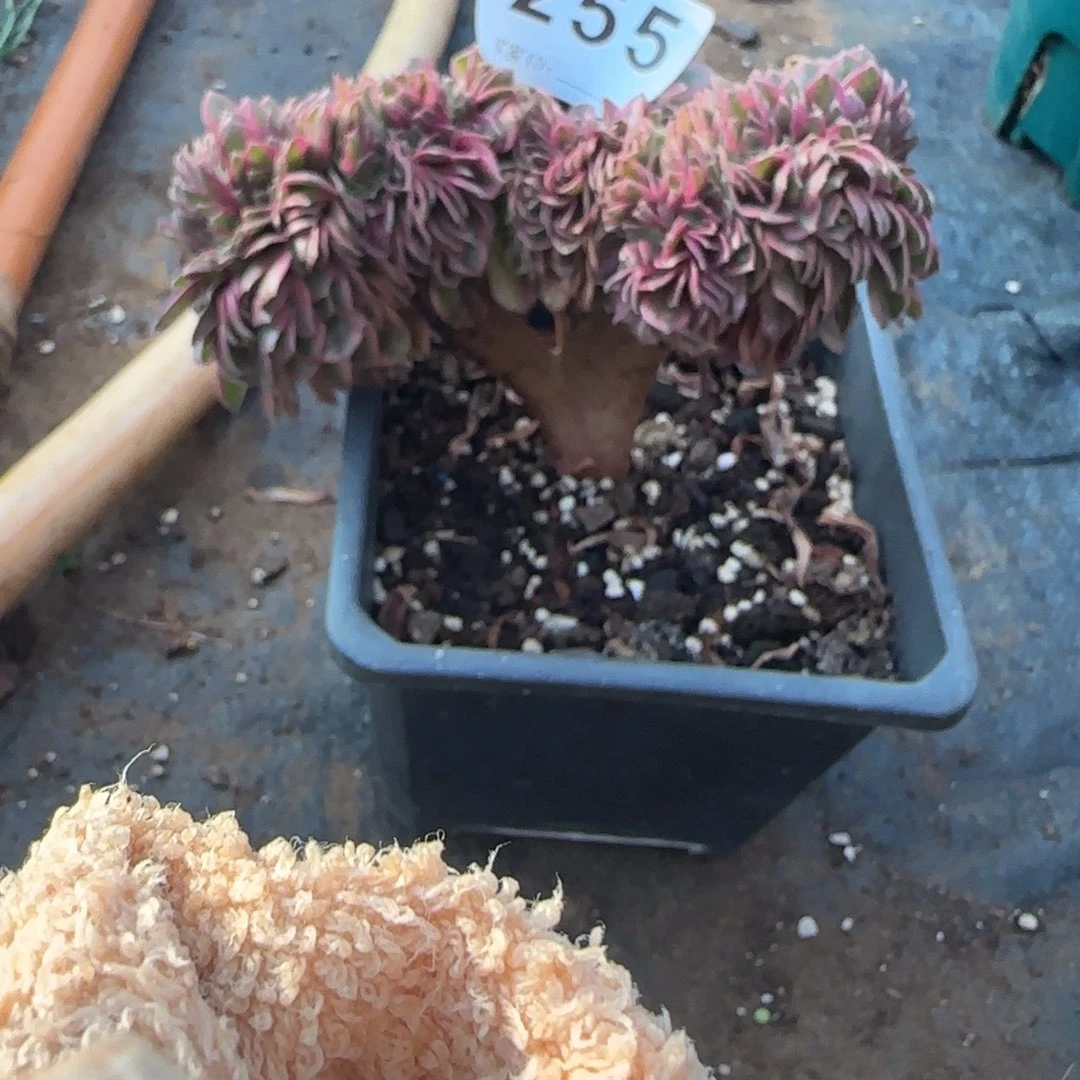 精品多肉植物0255