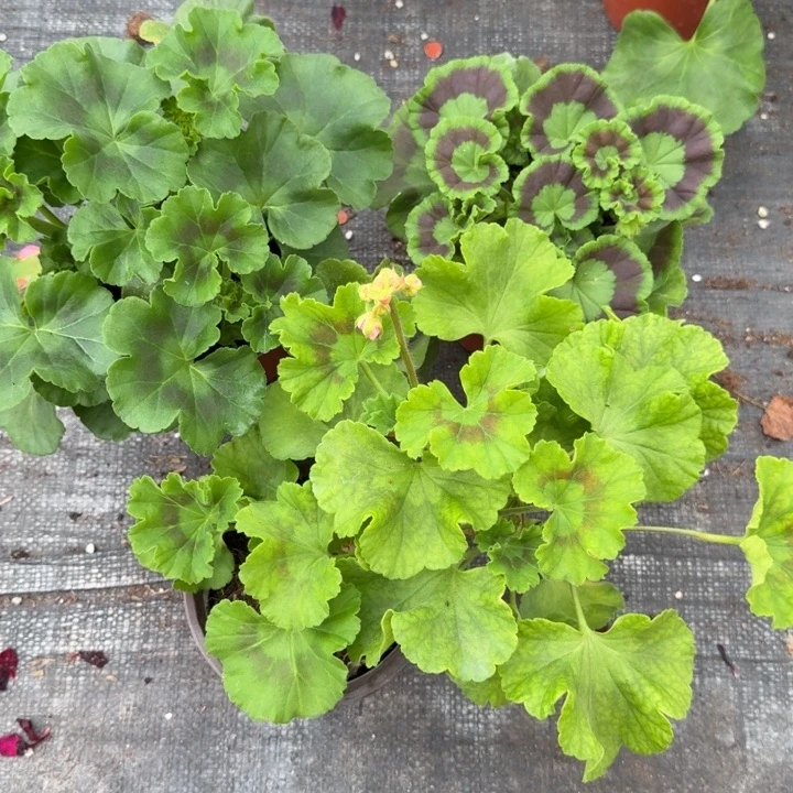 完全开放天竺葵14号