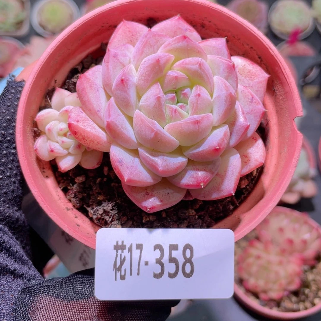 花利美17-358白桃汽水