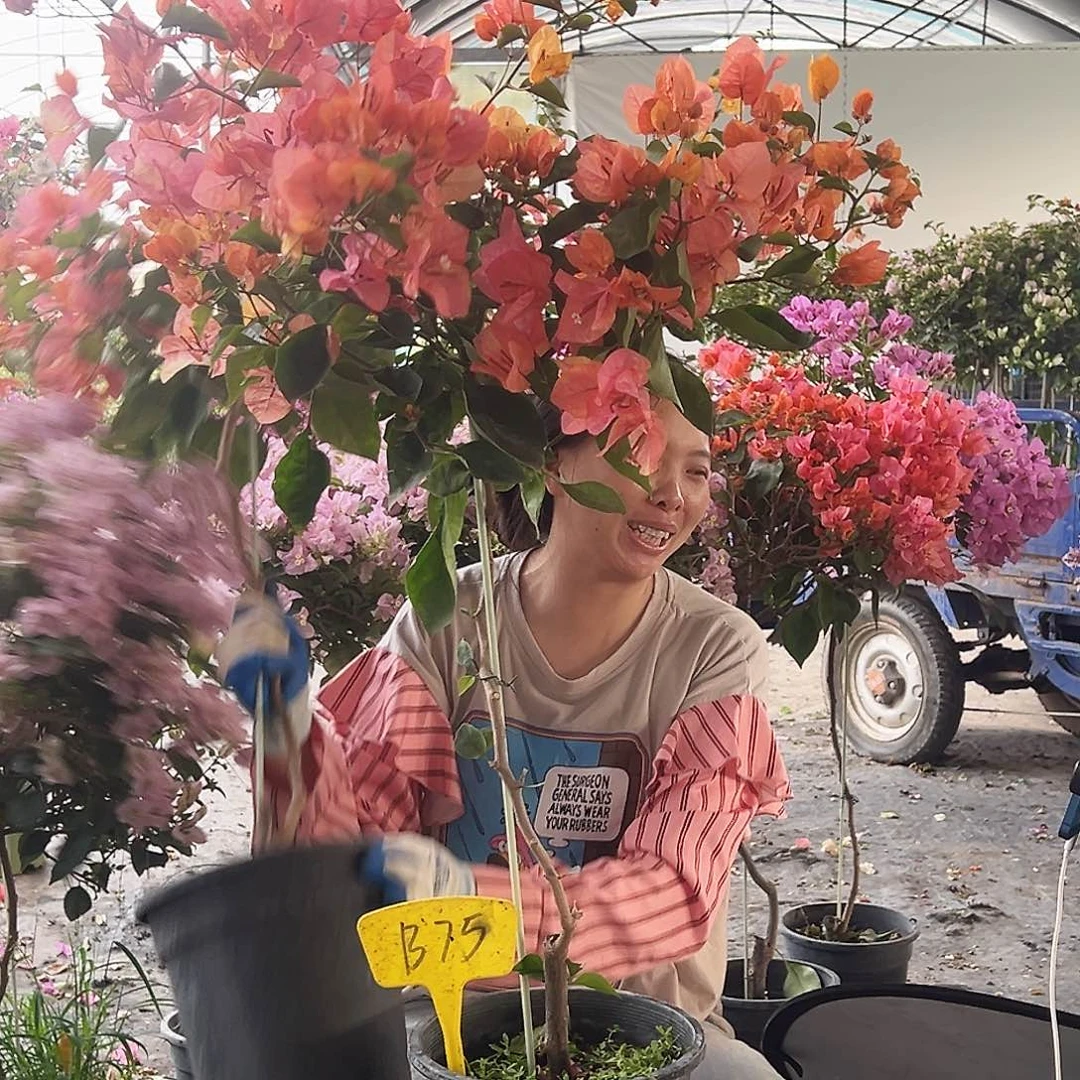 用***1大部分花苞少量开放B75阿达娜