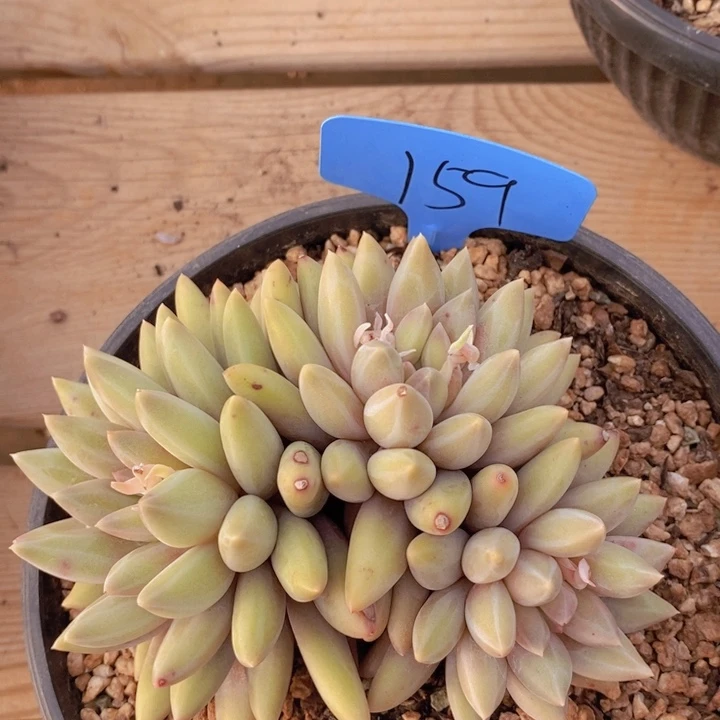 是因为一开始是你在想的