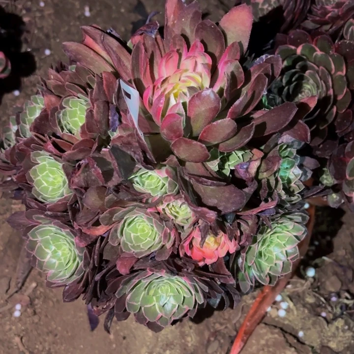 541玉芙蓉绿体七彩多肉植物不售后