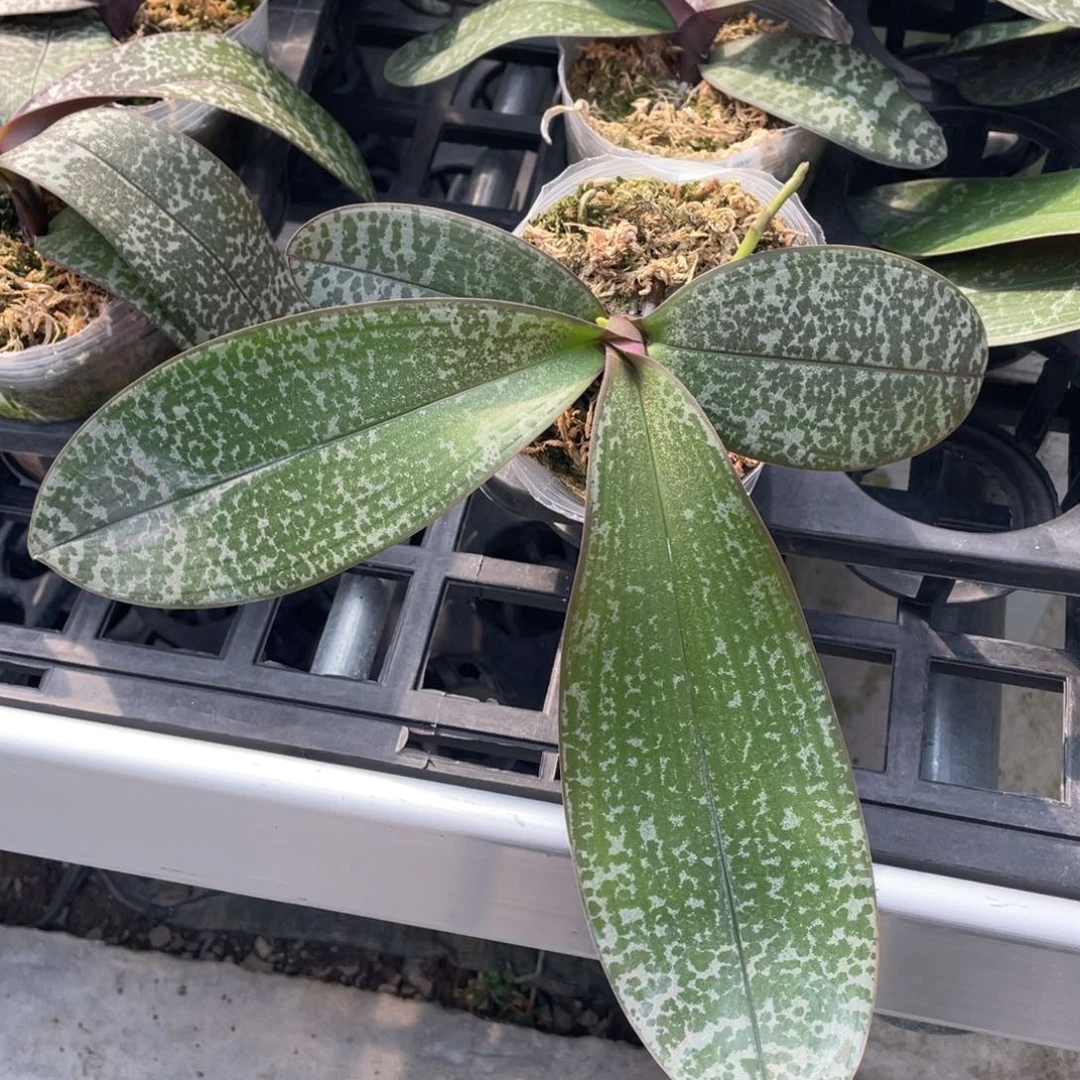 当前无花栽培后可以开花swr23pu西交黄史，双花剑，开花浓香