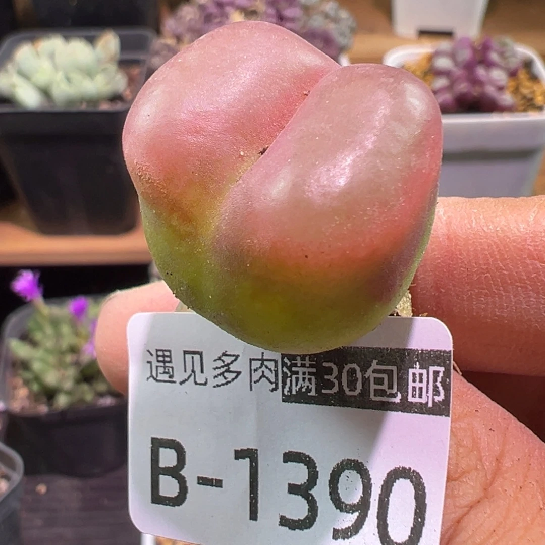 多肉植物1111111111111