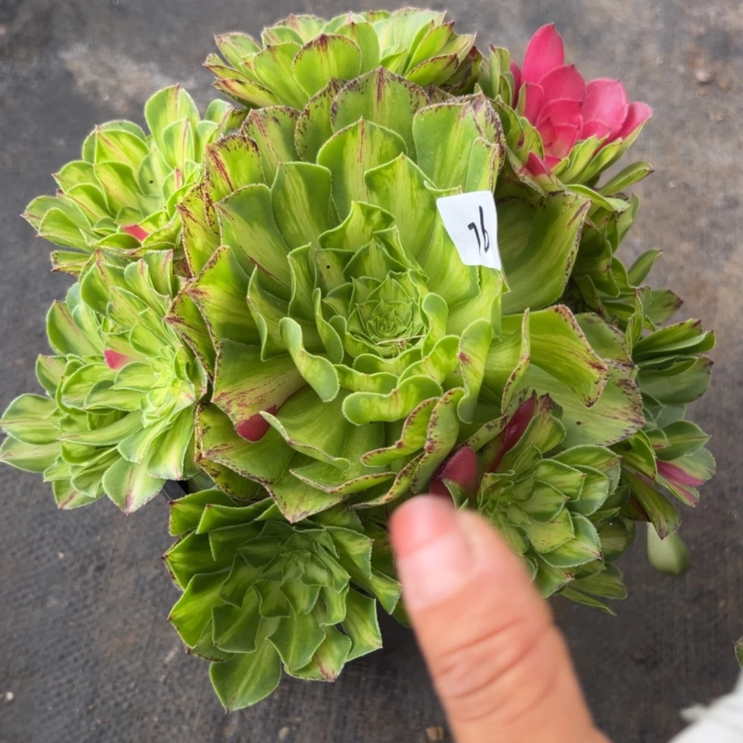 76知否无根多肉植物