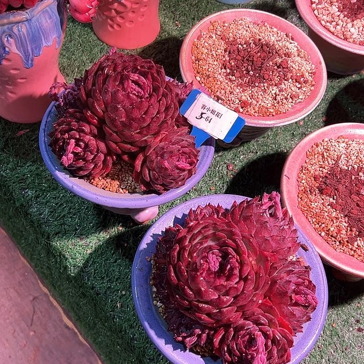 5.64姚记一个脱土