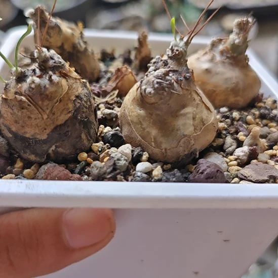 开普敦厚敦菊，老家养定