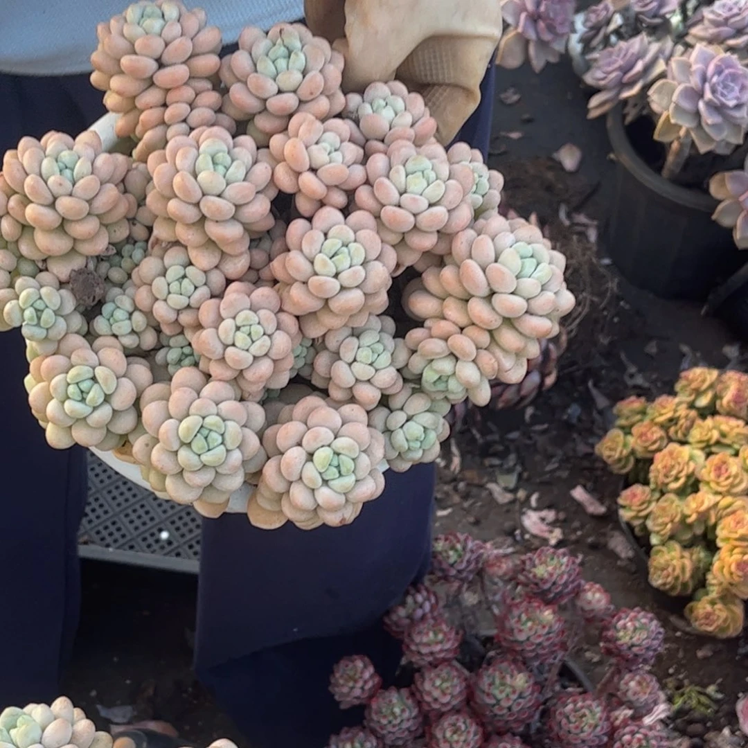 洛可可一颗一单包邮