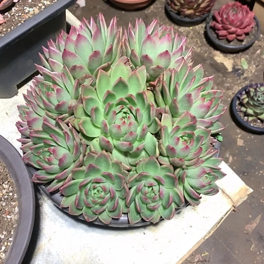 葡***甜美肉特价活动开始啦