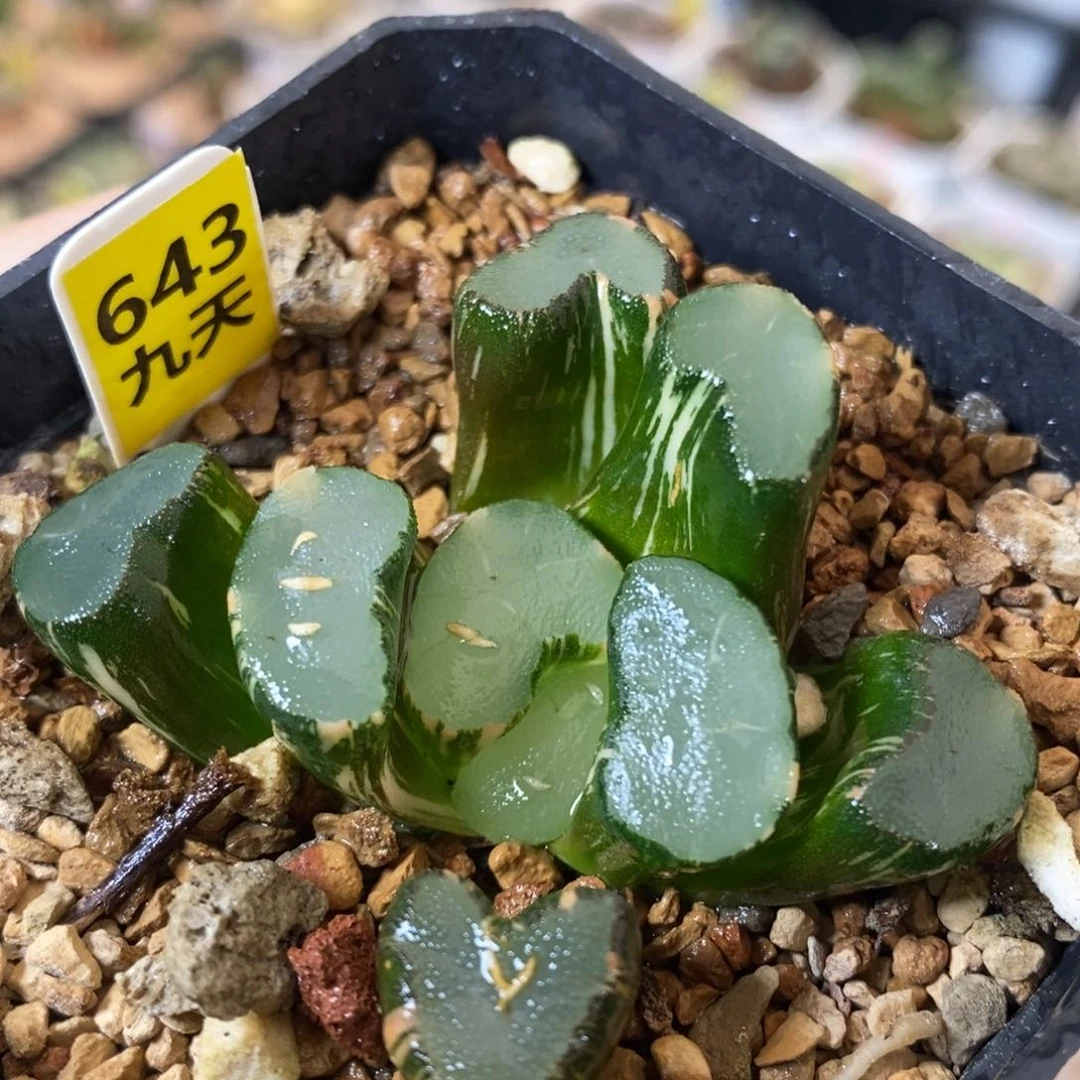 643号大明湖万象锦带盆发货