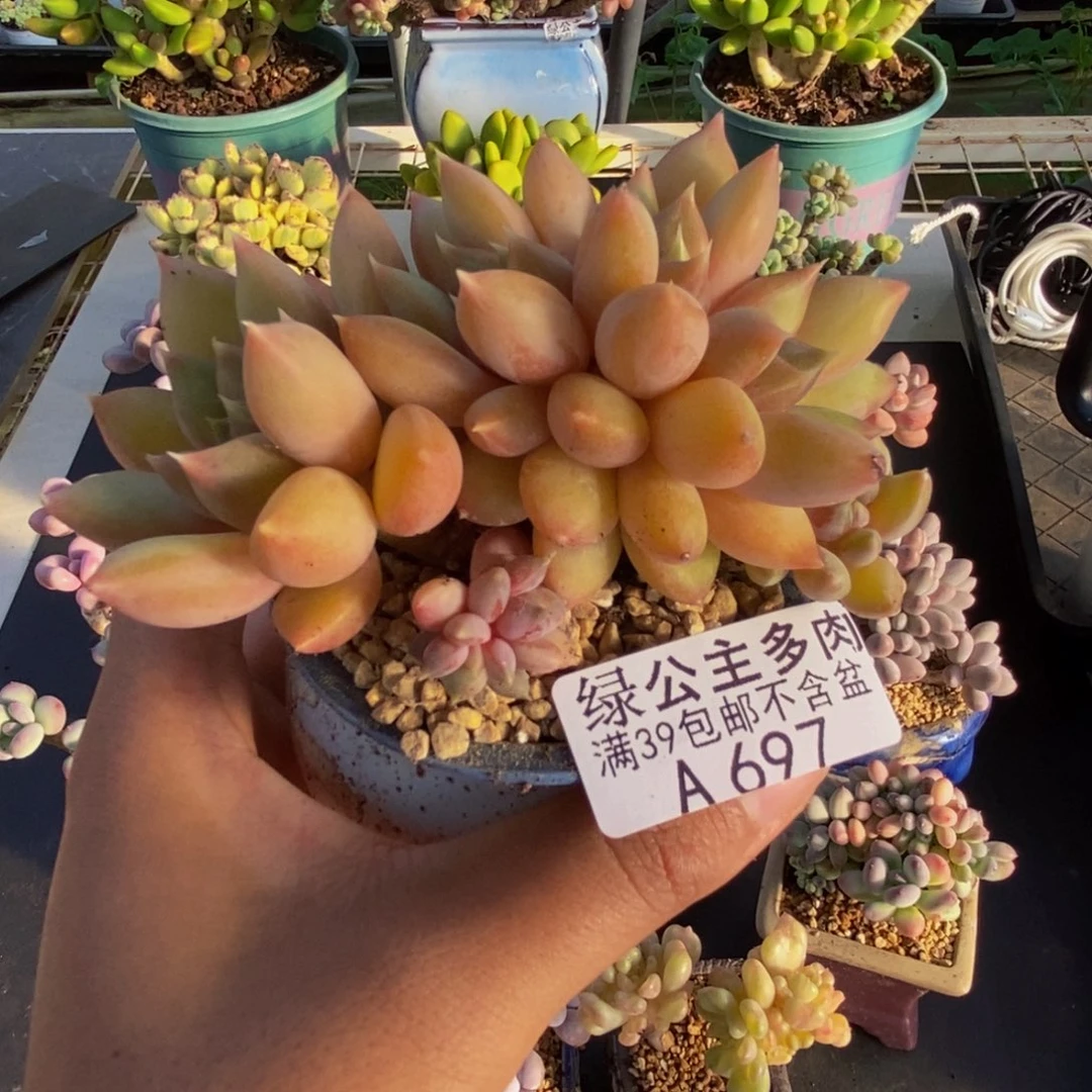 697象牙奶朵朵缀多肉7cm