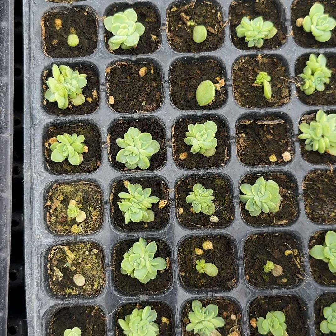 绿珍妮 中苗穴一个满25包邮