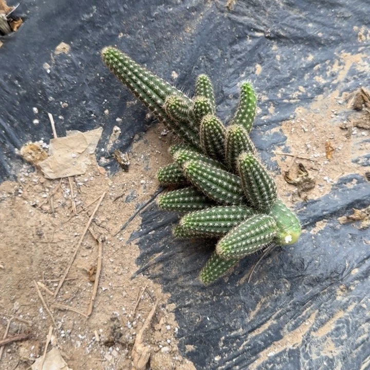 白檀仙人掌476侧芽群100