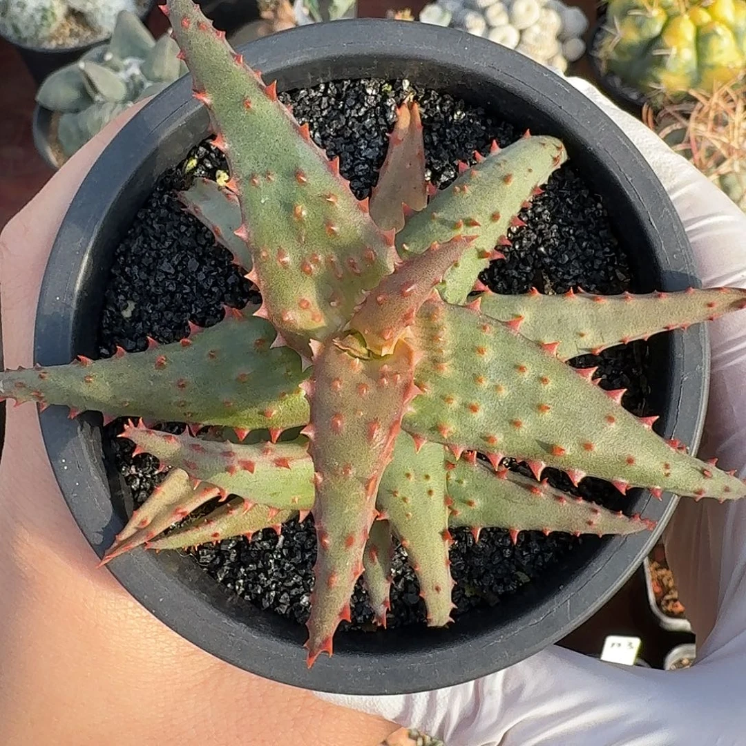 卡萨帝芦荟仙人球123