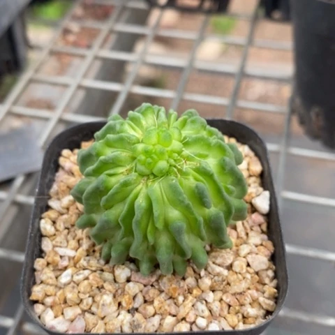 蝌蚪球单头4仙人球