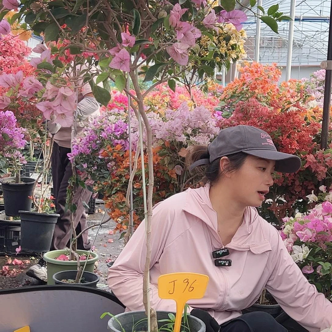 胖***熊大部分花苞少量开放J96赛佛理