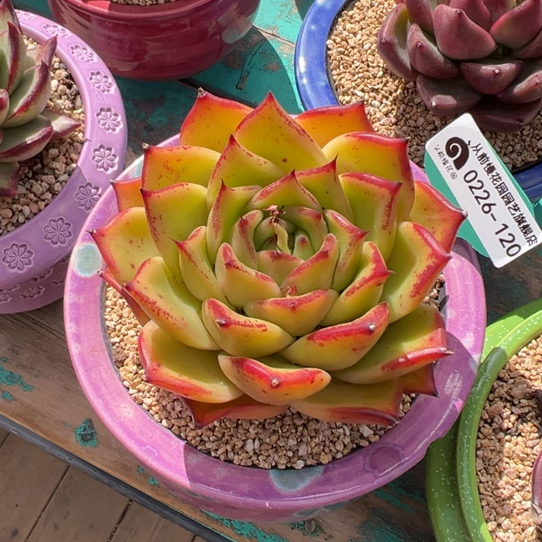 多肉一物一拍0226-120