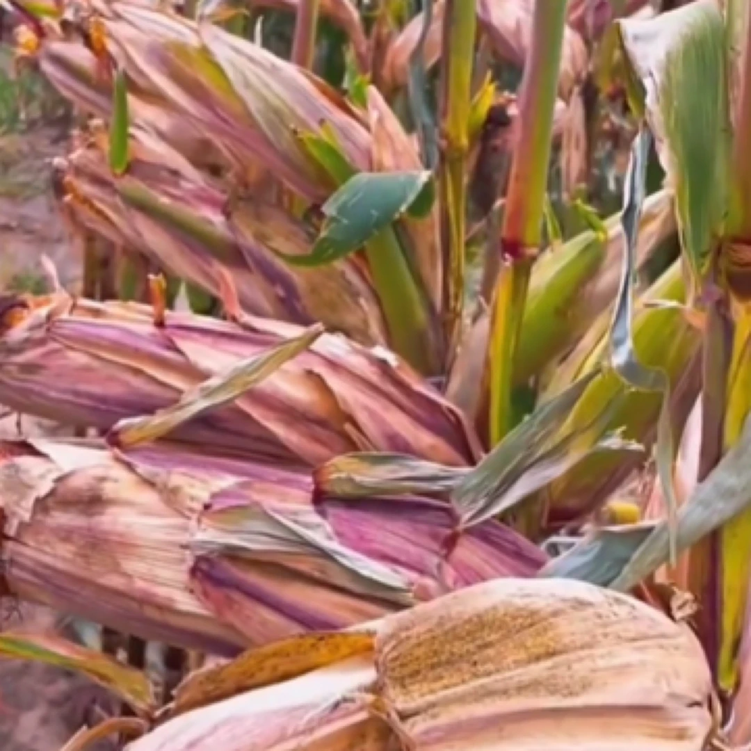 荃研168 高产玉米种子：(5500粒)拍五送一拍10送二