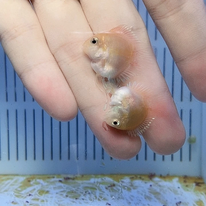 鹦鹉鱼立蛋体胭脂粉包基因一赔三