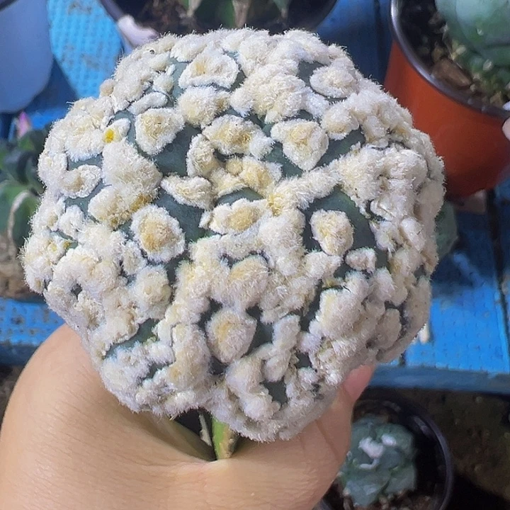 花园兜043仙人球开花