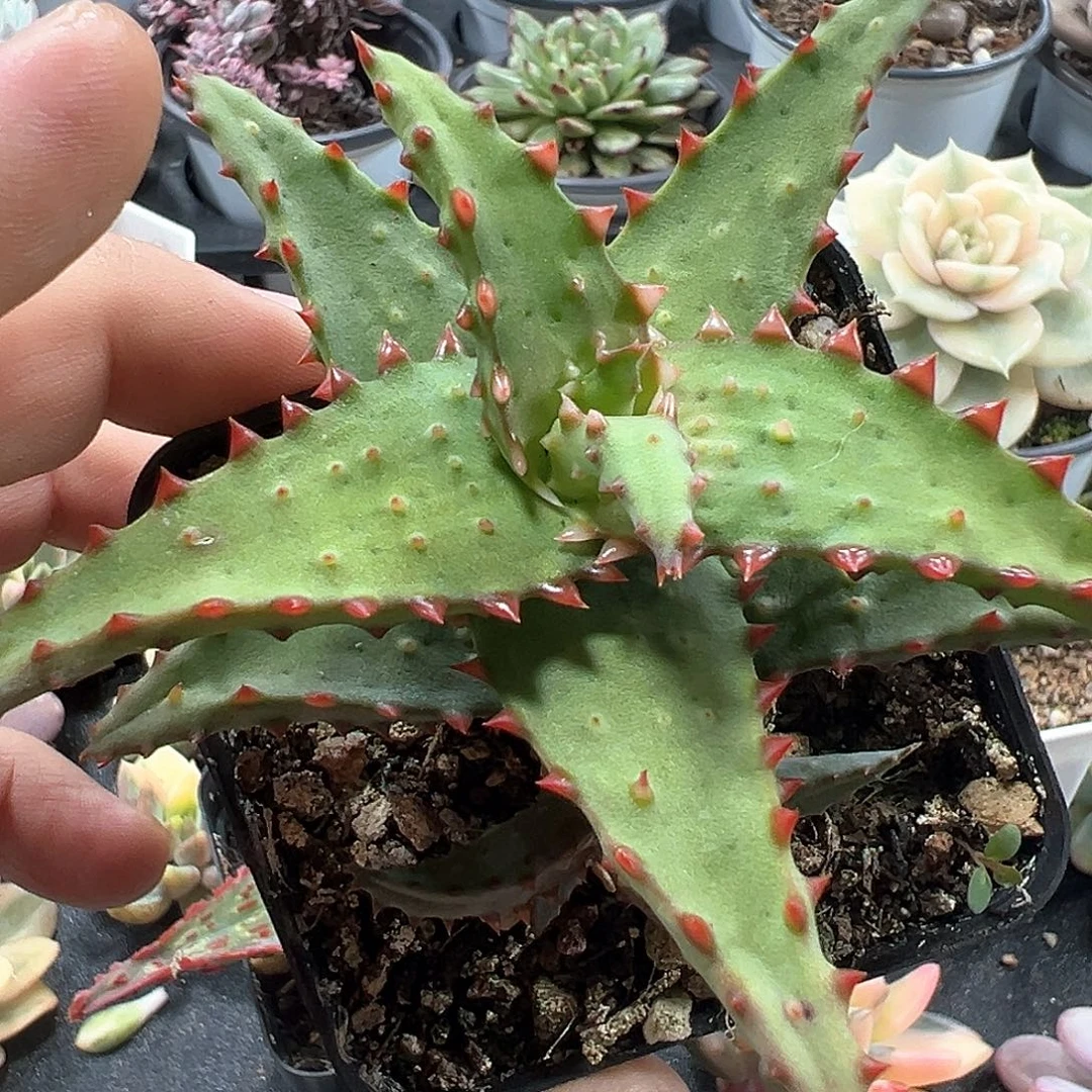 卡萨帝芦荟杂 小方花圃一物一拍