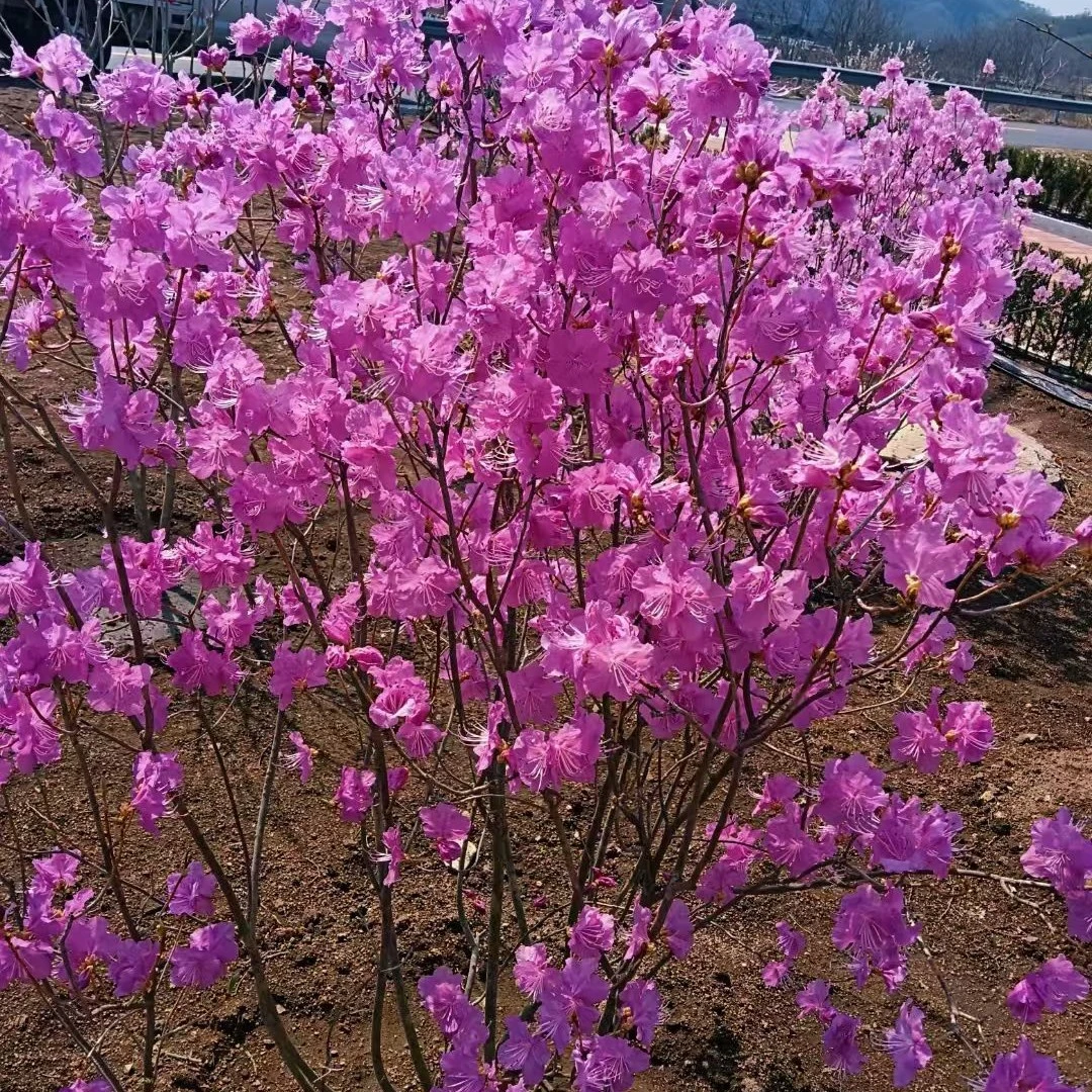 映山红杜鹃耐寒耐热适合室内外阳台庭院种植（拍一发二）