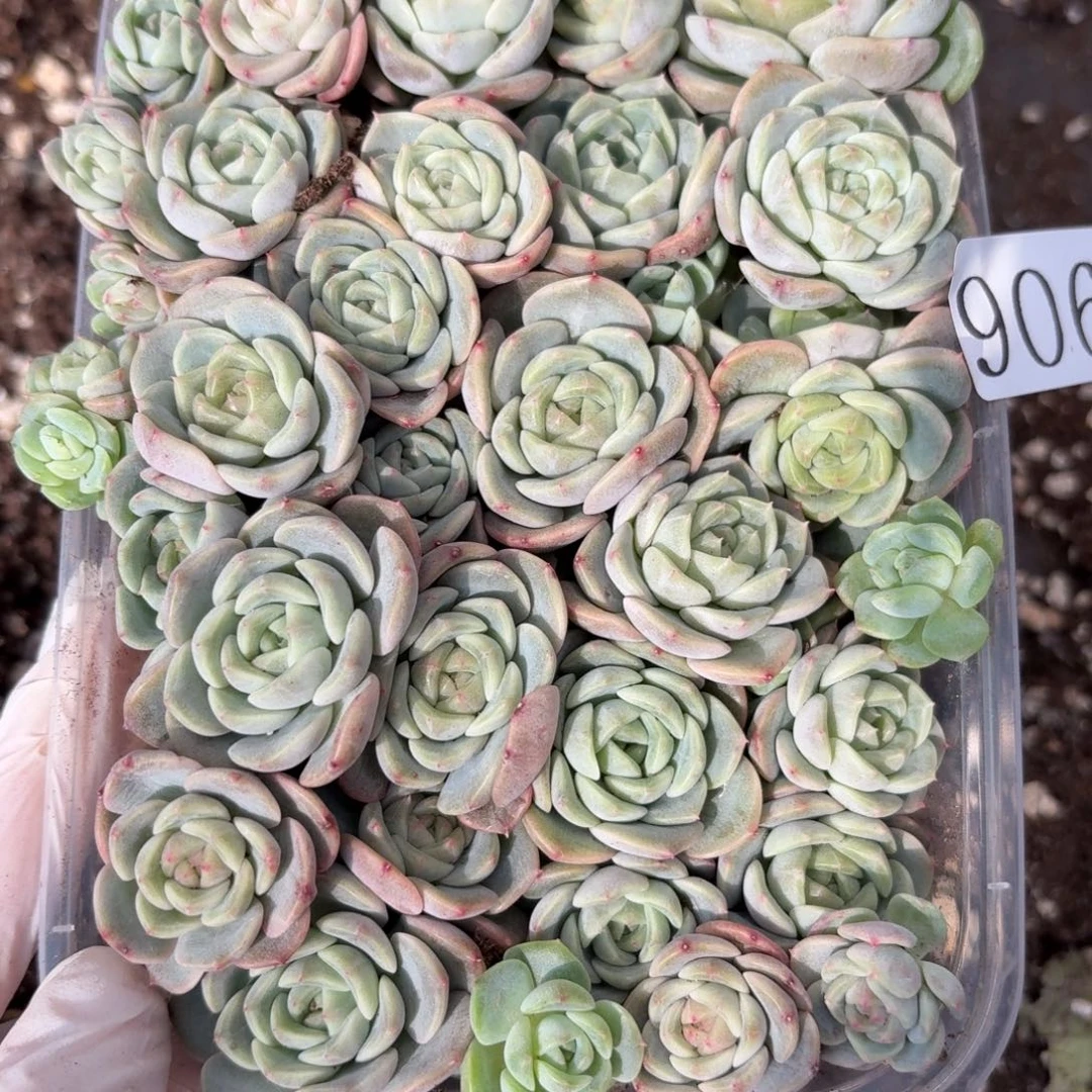 指***凉多肉植物多肉植物906