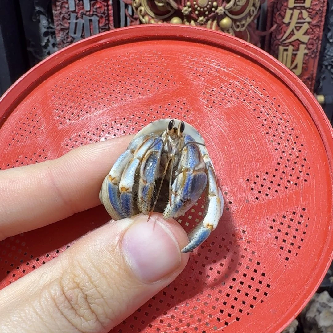 寄居蟹七七链接包邮不包邮