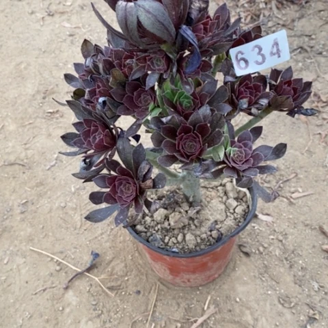 灰法师捧花一物一拍