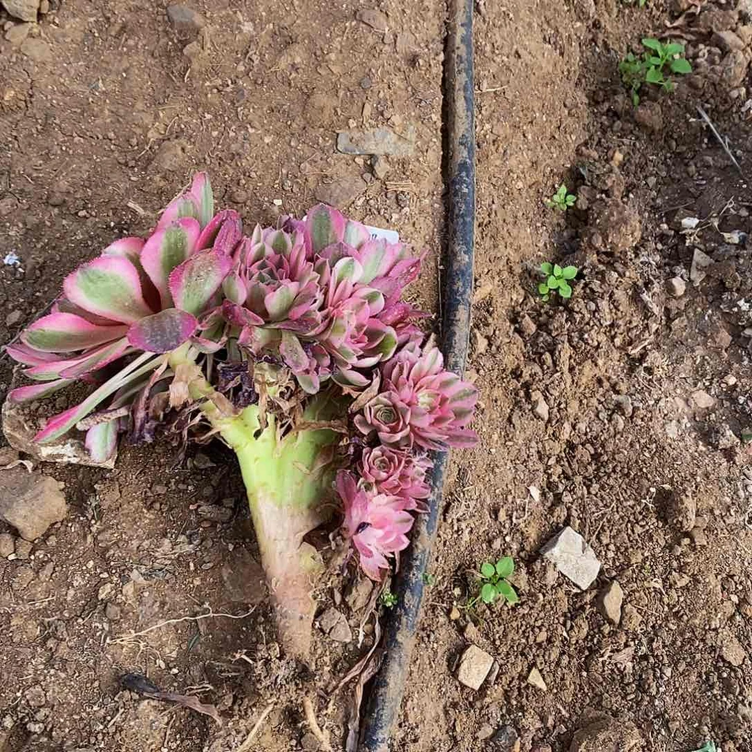 1523倾城缀化多肉法师锦板子炸口