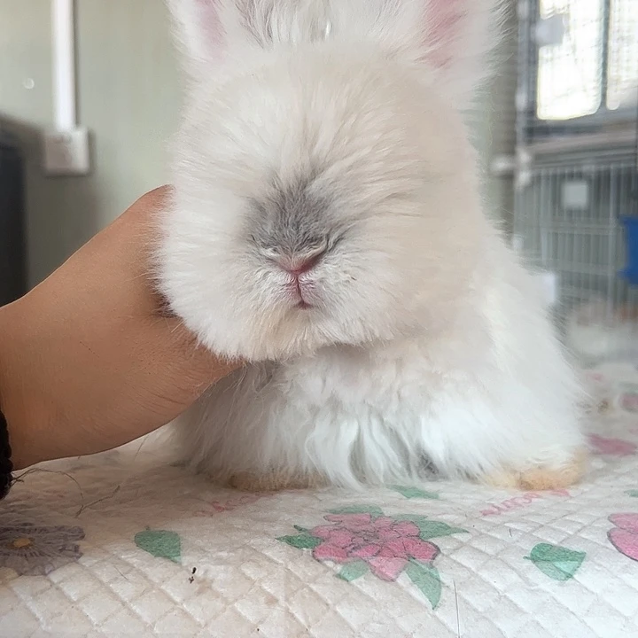 网红安哥拉兔熊脸弟弟霜白