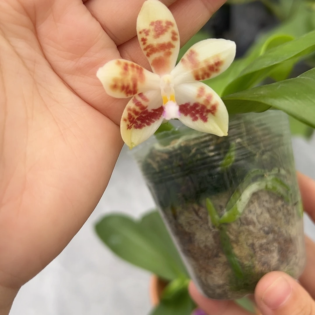 完全开放爪哇交咖啡盾