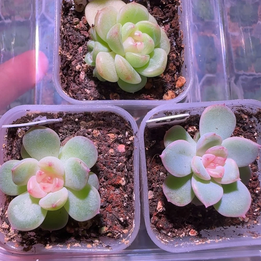 福利组合16-3三颗